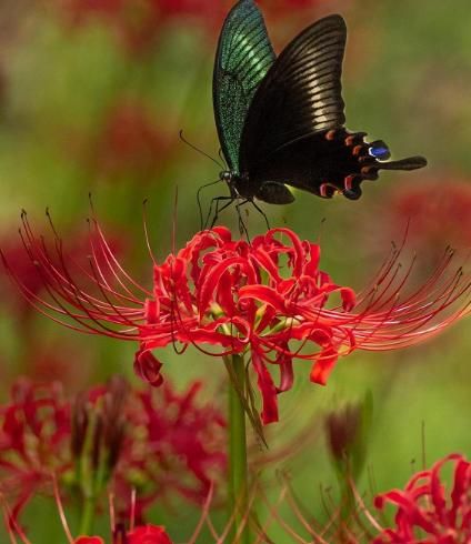 Home & Garden